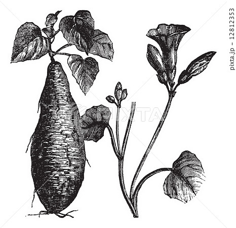 Sweet Potato or Ipomoea batatas, vintage engraving Sweet Potato or Ipomoea batatas, vintage engraving 12812353