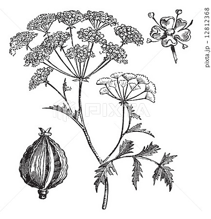Hemlock Or Poison Hemlock Or Conium Maculatum のイラスト素材