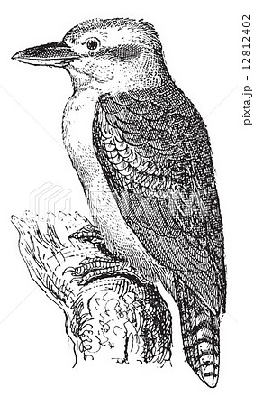 Woodland Kingfisher or Halcyon senegalensis, vintage engraving Woodland Kingfisher or Halcyon senegalensis, vintage engraving 12812402