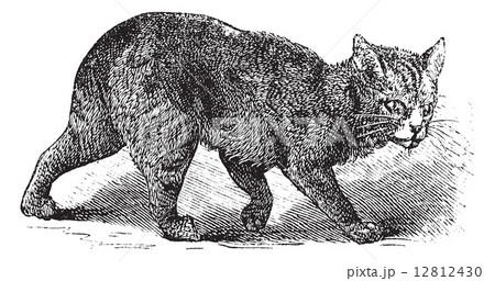 Manx vintage engraving Manx vintage engraving 12812430