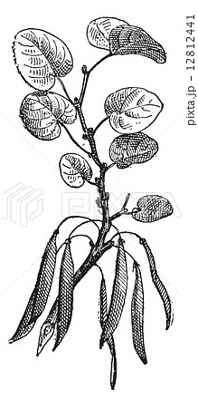 Judas tree (Cercis siliquastrum) isolated on white, vintage engr Judas tree (Cercis siliquastrum) isolated on white, vintage engr 12812441