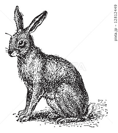 Hare or Lepus sp., vintage engraving 12812449