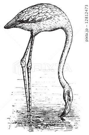Flamingo, vintage engraving. - Stock Illustration [12812473] - PIXTA