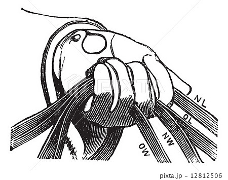 Four reins of horse riding in hand vintage engraving 12812506