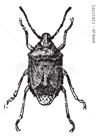 Fig 13. Bug, vintage engraving. 12812561