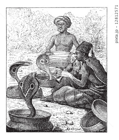 Cobra or Naja sp., vintage engraving 12812571