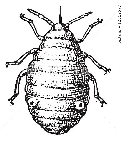 Aphid Or Plant Lice Vintage Engraving のイラスト素材