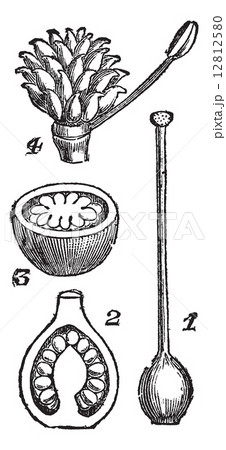 Various parts of Pistils, vintage engraving. 12812580