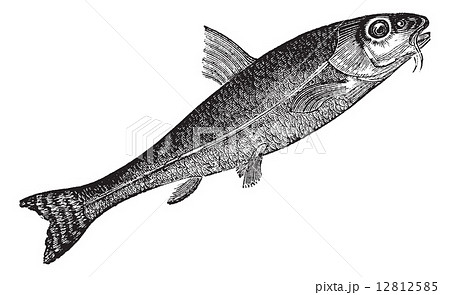 Gudgeon or Gobio gobio vintage engraving Gudgeon or Gobio gobio vintage engraving 12812585