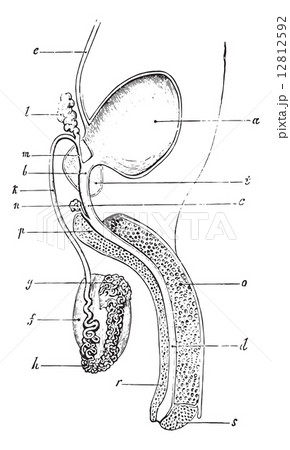 Genitourinary or urogenital system of man, vintage engraving. 12812592