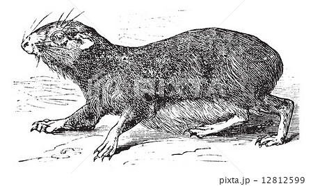 Kerodon rupestris or cavy vintage engraving 12812599