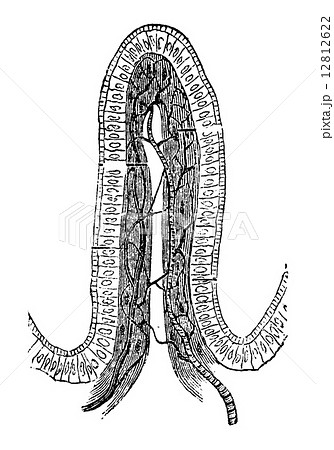 Structure of an Intestinal Villus, vintage engraving 12812622