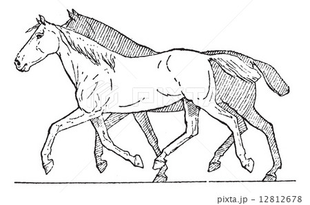 Trot or Horse Gait, vintage engraving 12812678