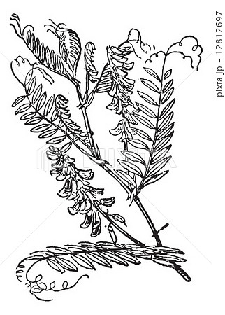 Tufted Vetch or Vicia cracca, vintage engraving Tufted Vetch or Vicia cracca, vintage engraving 12812697