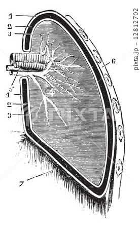 Vertical section of the lung and pleura (schematic figure), vint Vertical section of the lung and pleura (schematic figure), vint 12812702