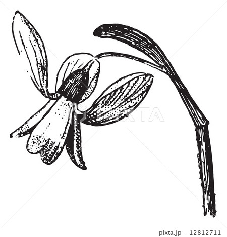 Snowdrop, vintage engraving. 12812711