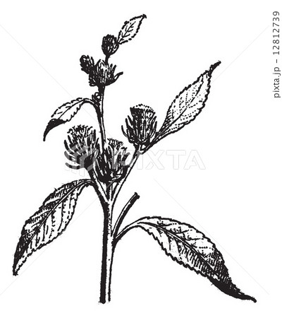 Tumbleweed or Kali sp., vintage engraving Tumbleweed or Kali sp., vintage engraving 12812739