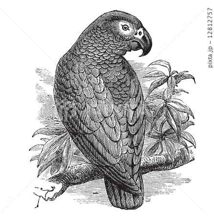 African Grey Parrot or Psittacus erithacus vintage engraving African Grey Parrot or Psittacus erithacus vintage engraving 12812757