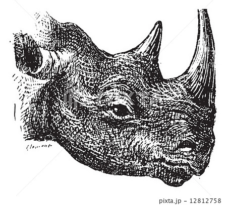Black Rhinoceros or hook-lipped rhinoceros (Diceros bicornis), v 12812758