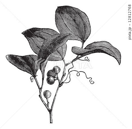 Common Greenbriar or Smilax rotundifolia vintage engraving 12812768