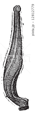 Medicinal leech, vintage engraving. 12812779