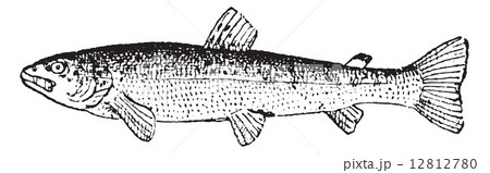 Common Trout or Salmo trutta, vintage engraving 12812780