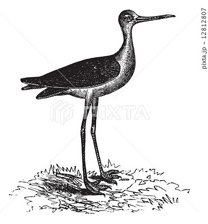 Black-necked Stilt or Himantopus mexicanus, vintage engraving 12812807