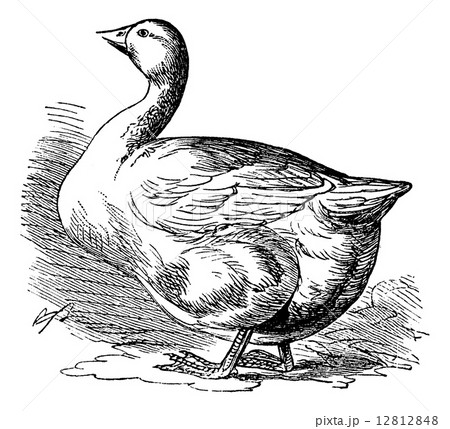 Bremen Goose, vintage engraving 12812848