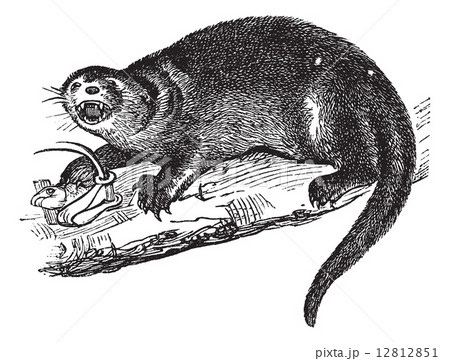 North American river otter or Lontra canadensis vintage engravin North American river otter or Lontra canadensis vintage engravin 12812851