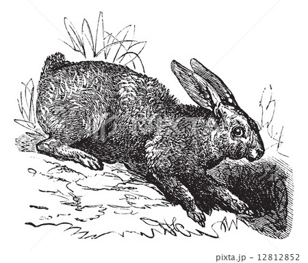 Northern hare (Lepus americanus) or Snowshoe Hare vintage engrav 12812852