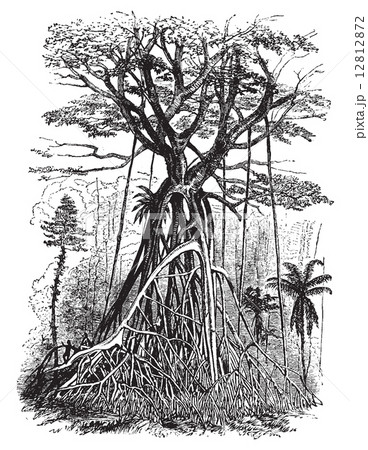 Polyalthia tree forests of Malaysia, vintage engraving. 12812872