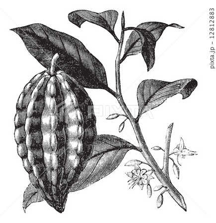 Cacao Tree Or Theobroma Cacao Leaves Fruit のイラスト素材