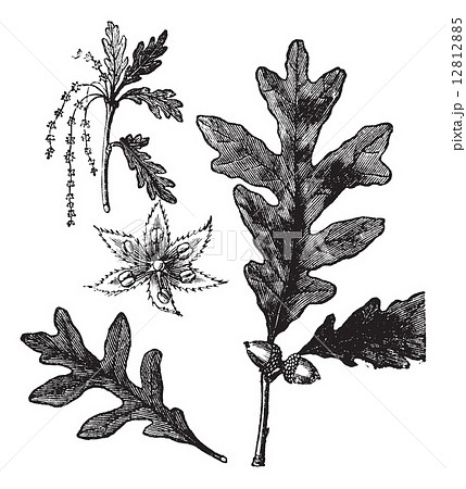 White Oak vintage engraving White Oak vintage engraving 12812885