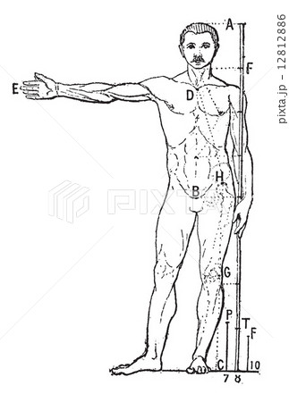 Human proportions, vintage engraving. Human proportions, vintage engraving. 12812886