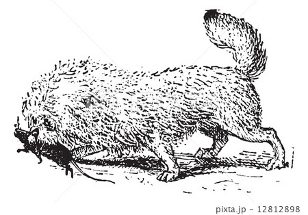 Ratier Griffon, vintage engraving. 12812898