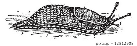 Slug, vintage engraving 12812908