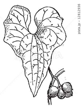 Tamus communis or Dioscorea communis vintage engraving 12812936