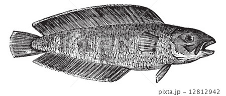 Cusk or Brosme brosme, marine, fish, vintage engraving. Cusk or Brosme brosme, marine, fish, vintage engraving. 12812942