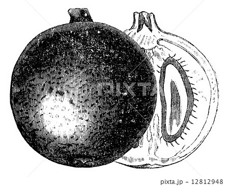 Mammee apple or Mammea americana vintage engraving 12812948