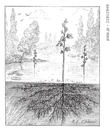 Utricularia or bladderworts plant, vintage engraving. Utricularia or bladderworts plant, vintage engraving. 12812949