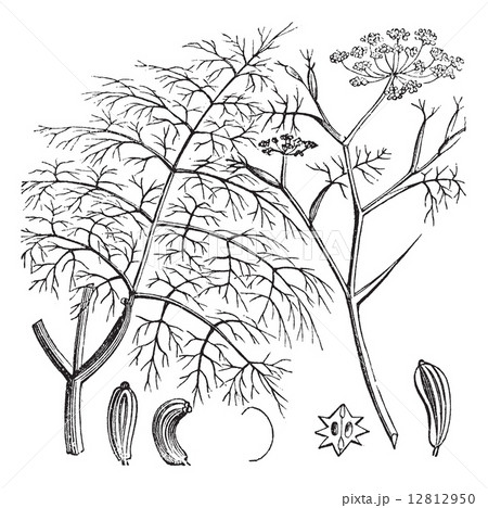 Common Fennel or Foeniculum vulgare, vintage engraving 12812950