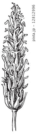 Barley, vintage engraving. Barley, vintage engraving. 12812996