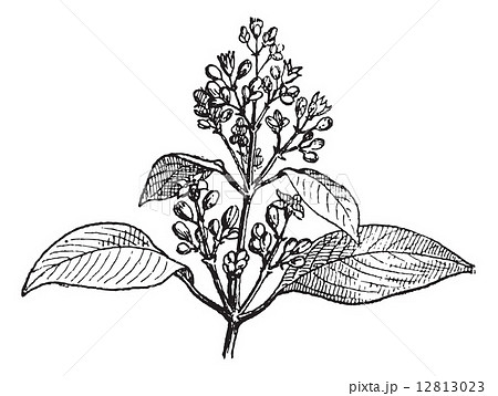 Sandalwood leaves and buds, vintage engraving. Sandalwood leaves and buds, vintage engraving. 12813023