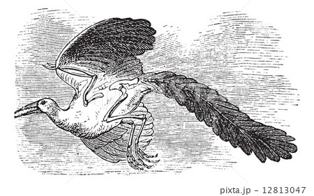 Archaeopteryx, Original bird or First bird vintage engraving. 12813047