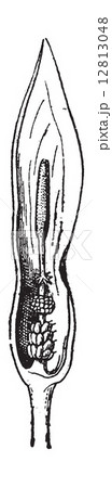 Fig.15. Arum, vintage engraving. 12813048