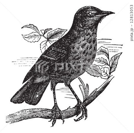 Thrush itself (Turdus musicus) or Redwing vintage engraving 12813053