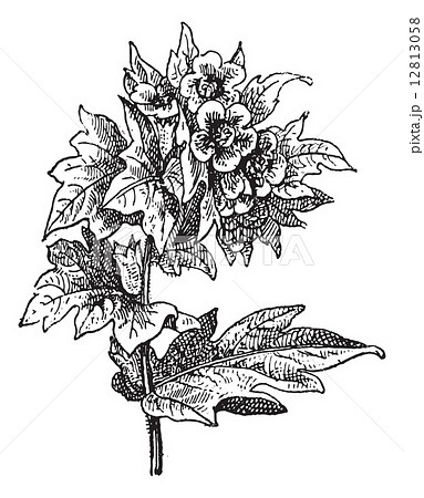 Henbane (Hyoscyamus niger) or stinking nightshade, vintage engra Henbane (Hyoscyamus niger) or stinking nightshade, vintage engra 12813058