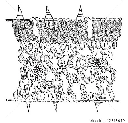 Vertical Cross-section of a Leaf, vintage engraved illustration 12813059