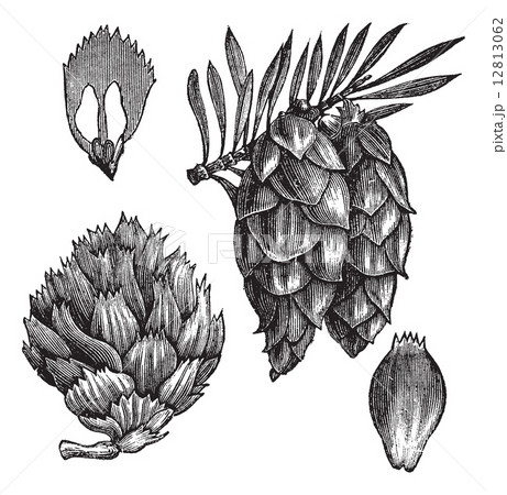 Black Spruce or Picea mariana vintage engraving Black Spruce or Picea mariana vintage engraving 12813062