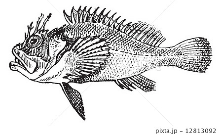 Rockfish or Stonefish, vintage engraving. 12813092